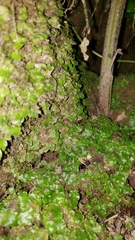 Lunularia cruciata