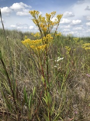 Solidago ohioensis