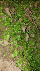 Lunularia cruciata