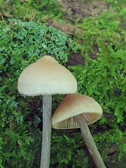 Entoloma conicum