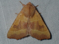 Atethmia centrago