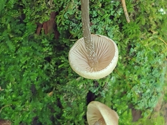 Entoloma conicum