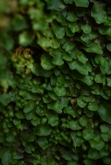 Lunularia cruciata