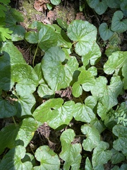 Asarum caudatum