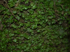 Lunularia cruciata