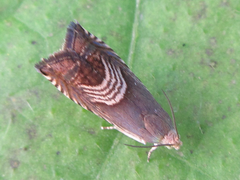 Grapholita delineana