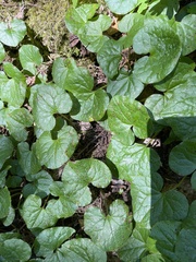 Asarum caudatum