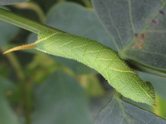 Clanis bilineata
