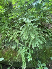 Adiantum pedatum