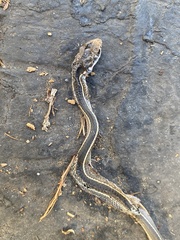 Masticophis lateralis lateralis