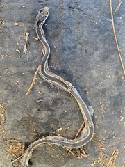 Masticophis lateralis lateralis