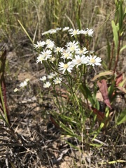 Solidago ptarmicoides