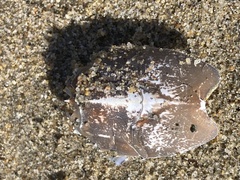 Blepharipoda occidentalis