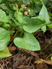 Maianthemum dilatatum