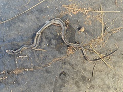 Masticophis lateralis lateralis