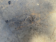 Masticophis lateralis lateralis