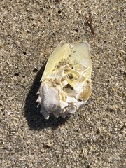 Blepharipoda occidentalis