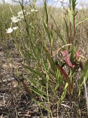 Solidago ptarmicoides
