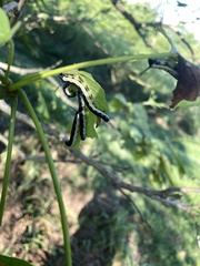 Ceratomia catalpae