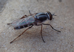 Ozodiceromyia