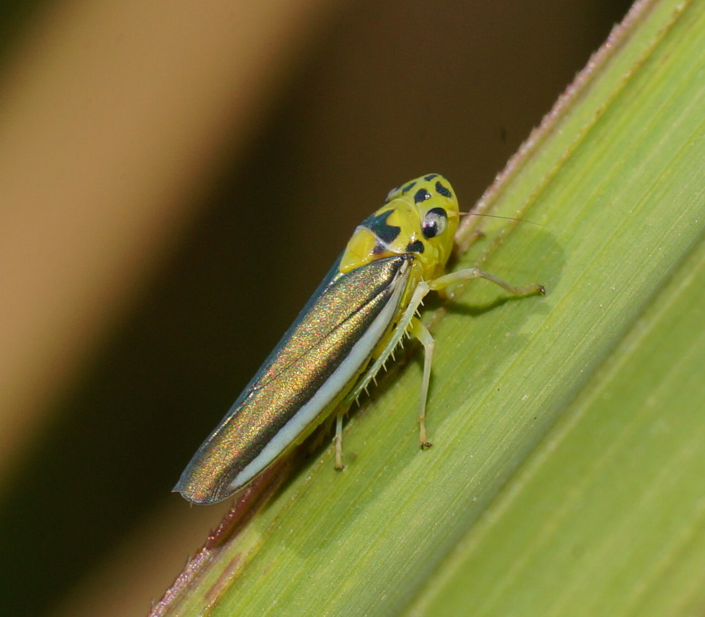 Ishidaella latomarginata