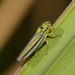 Typical Leafhoppers - Photo (c) Reiner Richter, some rights reserved (CC BY-NC-SA), uploaded by Reiner Richter