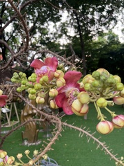 Couroupita guianensis