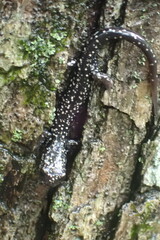 Plethodon albagula
