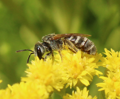 Seladonia