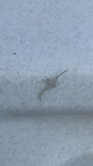 Misumessus oblongus