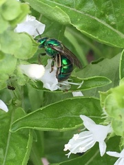 Augochloropsis