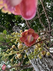 Couroupita guianensis
