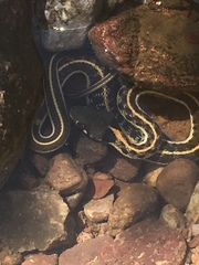 Thamnophis cyrtopsis cyrtopsis