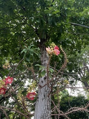 Couroupita guianensis