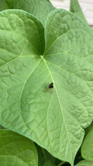 Chrysopilus basilaris