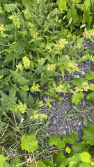Mirabilis nyctaginea