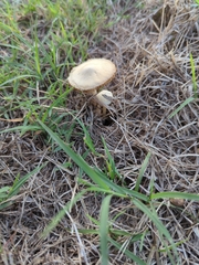 Agaricineae