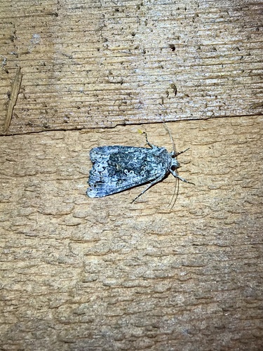 Dusky Silver Υ Moth photo 3