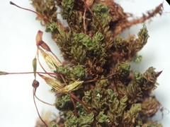 Macromitrium prorepens