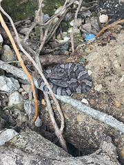 Agkistrodon piscivorus