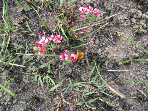 Image of Indigofera rubroglandulosa by (c) Suvarna Parbhoo Mohan, some rights reserved (CC BY-SA)