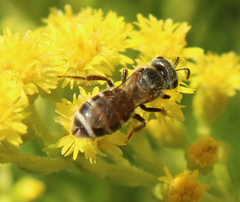 Seladonia