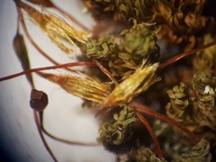 Macromitrium prorepens