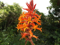 Dichromanthus cinnabarinus