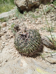 Echinofossulocactus