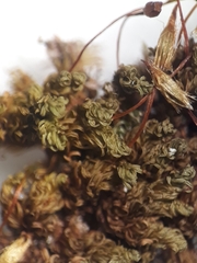 Macromitrium prorepens