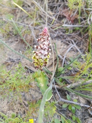 Lachenalia mutabilis