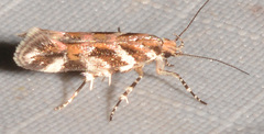 Aristotelia lespedezae