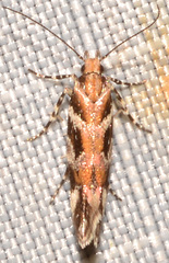 Aristotelia lespedezae