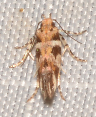 Aristotelia lespedezae